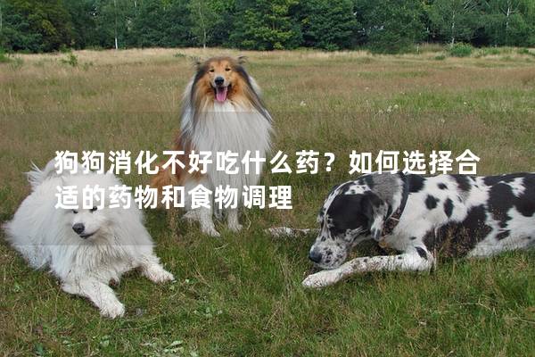 狗狗消化不好吃什么藥？如何選擇合適的藥物和食物調理