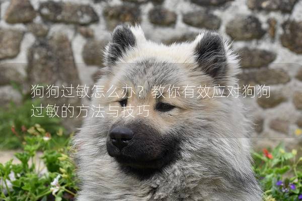 狗狗過敏怎么辦？教你有效應對狗狗過敏的方法與技巧