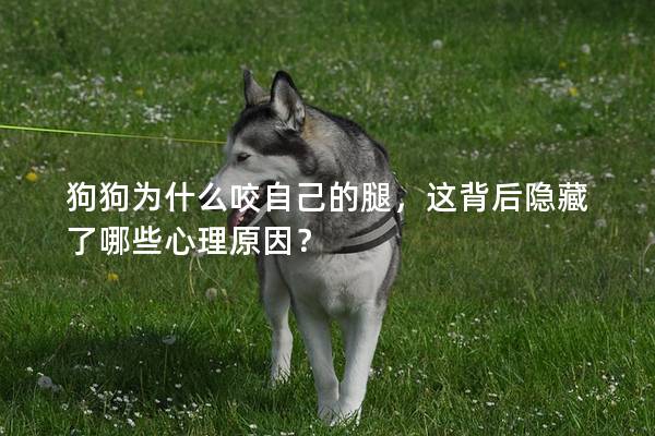 狗狗為什么咬自己的腿，這背后隱藏了哪些心理原因？