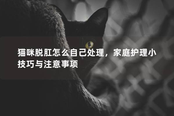貓咪脫肛怎么自己處理，家庭護(hù)理小技巧與注意事項