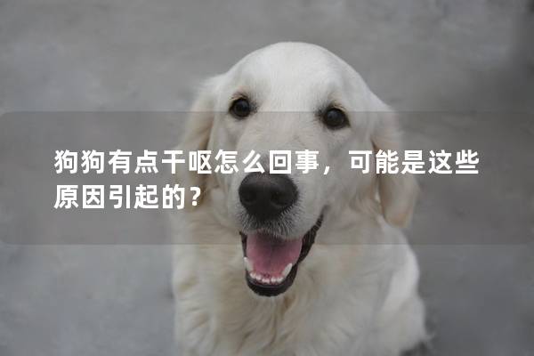 狗狗有點干嘔怎么回事，可能是這些原因引起的？