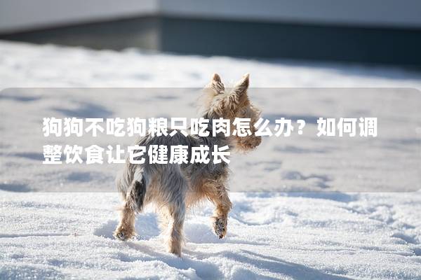 狗狗不吃狗糧只吃肉怎么辦？如何調(diào)整飲食讓它健康成長