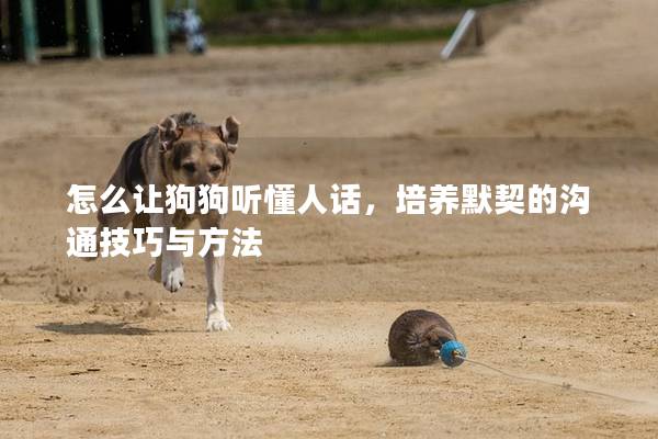 怎么讓狗狗聽懂人話，培養默契的溝通技巧與方法