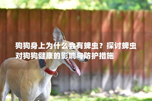 狗狗身上為什么會(huì)有蜱蟲(chóng)？探討蜱蟲(chóng)對(duì)狗狗健康的影響與防護(hù)措施