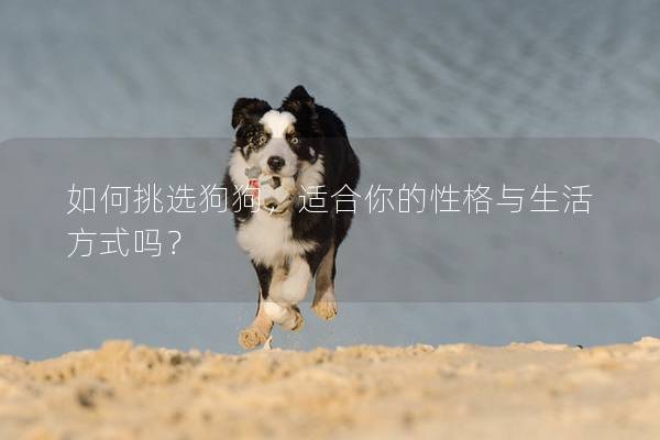 如何挑選狗狗，適合你的性格與生活方式嗎？