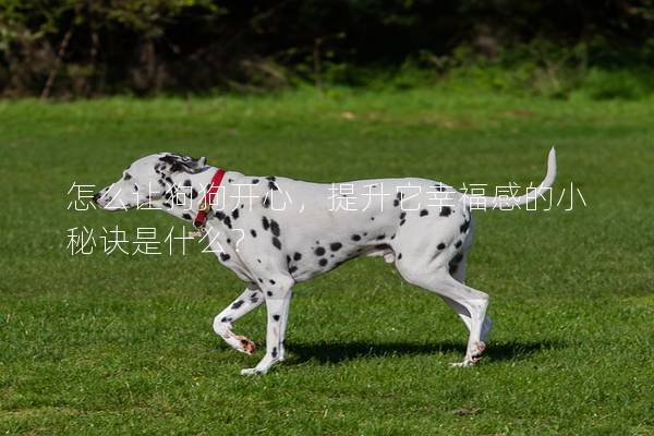 怎么讓狗狗開心，提升它幸福感的小秘訣是什么？