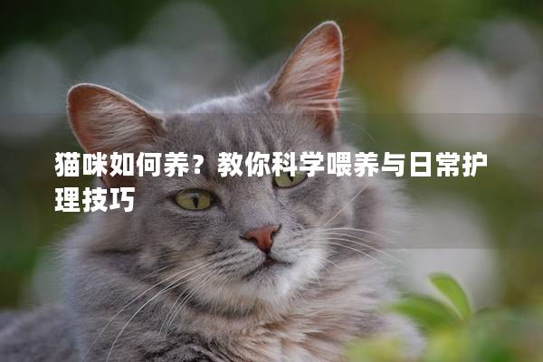 貓咪如何養？教你科學喂養與日常護理技巧