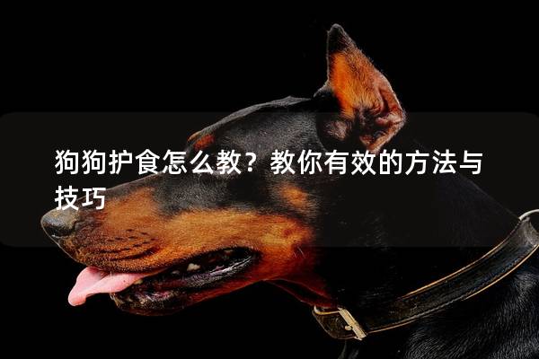 狗狗護(hù)食怎么教？教你有效的方法與技巧