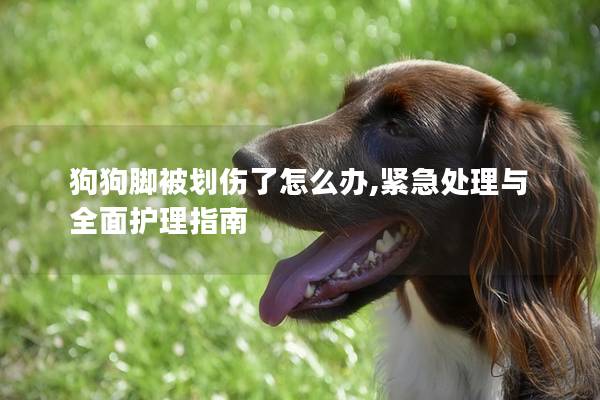 狗狗腳被劃傷了怎么辦,緊急處理與全面護(hù)理指南