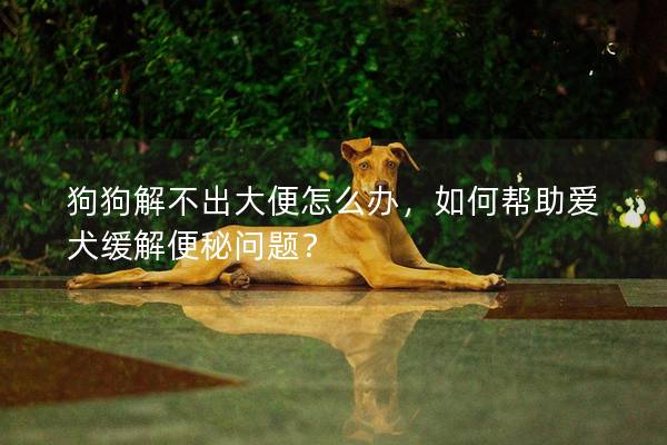 狗狗解不出大便怎么辦，如何幫助愛犬緩解便秘問題？