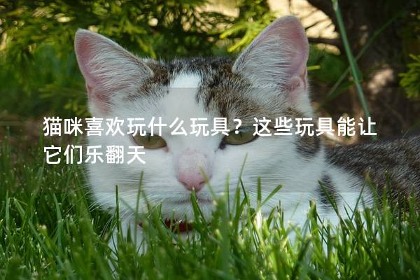 貓咪喜歡玩什么玩具?這些玩具能讓它們樂翻天 貓咪喜歡玩什么玩具?這些玩具能讓它們樂翻天