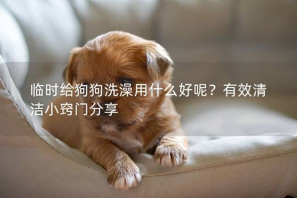 臨時(shí)給狗狗洗澡用什么好呢？有效清潔小竅門分享
