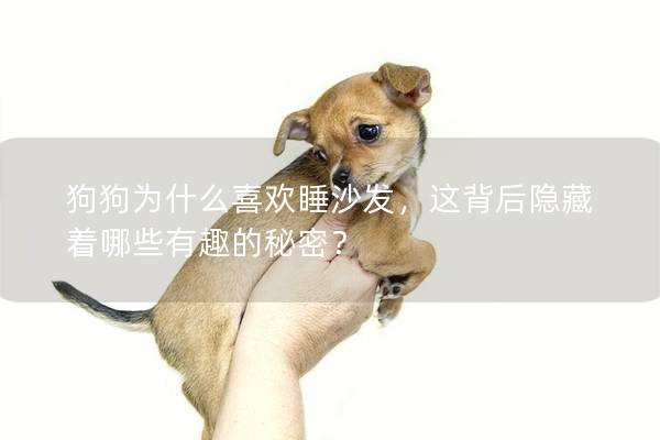 狗狗為什么喜歡睡沙發(fā)，這背后隱藏著哪些有趣的秘密？