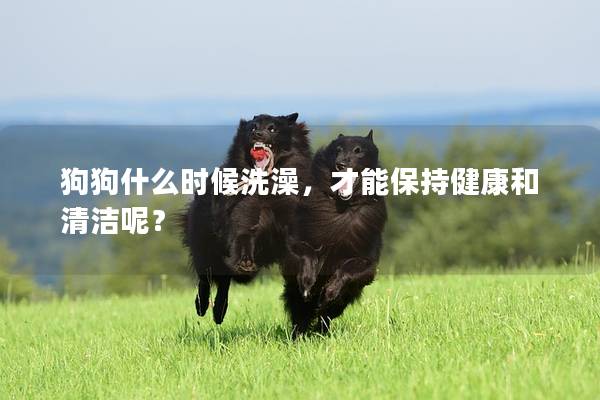 狗狗什么時候洗澡，才能保持健康和清潔呢？