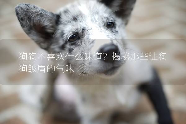 狗狗不喜歡什么味道？揭秘那些讓狗狗皺眉的氣味