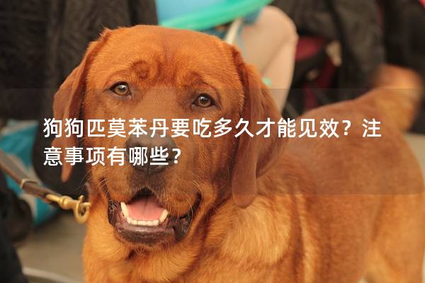 狗狗匹莫苯丹要吃多久才能見效？注意事項有哪些？