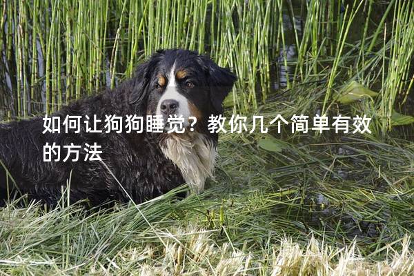 如何讓狗狗睡覺？教你幾個簡單有效的方法