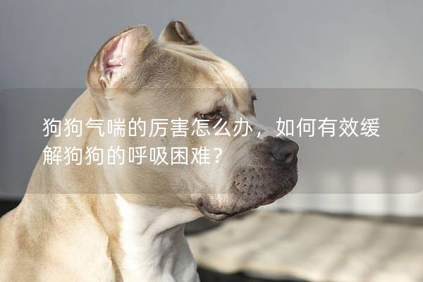 狗狗氣喘的厲害怎么辦，如何有效緩解狗狗的呼吸困難？