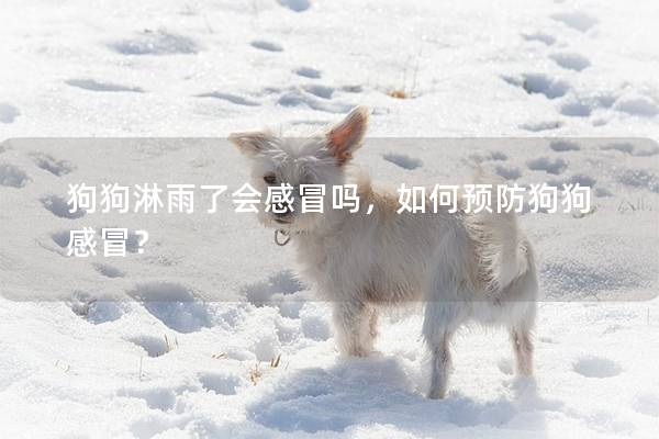 狗狗淋雨了會感冒嗎,如何預防狗狗感冒? 狗狗淋雨了會感冒嗎,如何預防狗狗感冒?