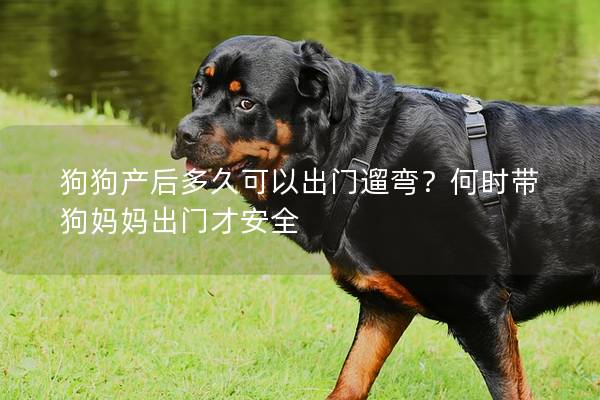 狗狗產(chǎn)后多久可以出門遛彎?何時帶狗媽媽出門才安全