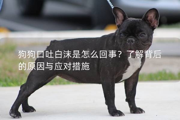 狗狗口吐白沫是怎么回事？了解背后的原因與應對措施