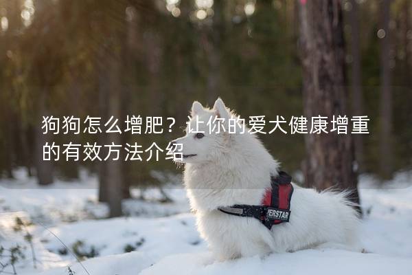 狗狗怎么增肥?讓你的愛犬健康增重的有效方法介紹 狗狗怎么增肥?讓你的愛犬健康增重的有效方法介紹