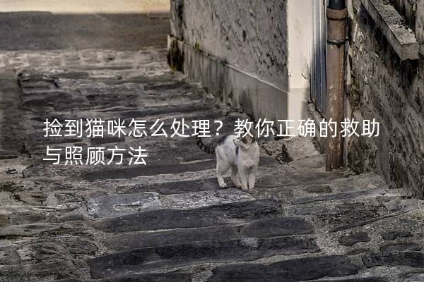 撿到貓咪怎么處理？教你正確的救助與照顧方法
