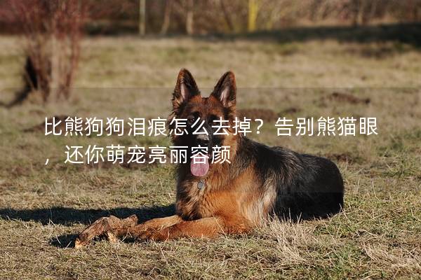 比熊狗狗淚痕怎么去掉？告別熊貓眼，還你萌寵亮麗容顏