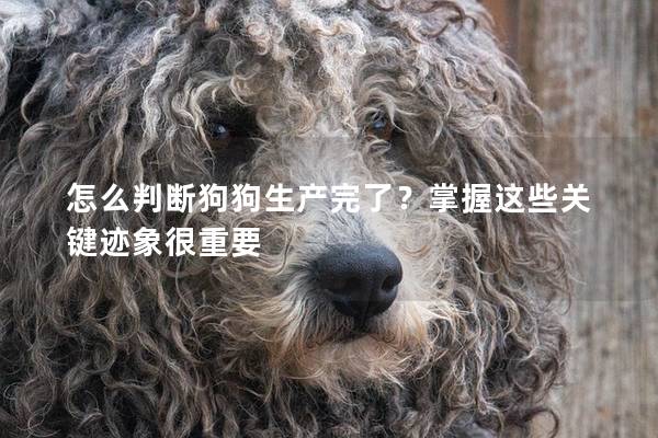 怎么判斷狗狗生產完了？掌握這些關鍵跡象很重要