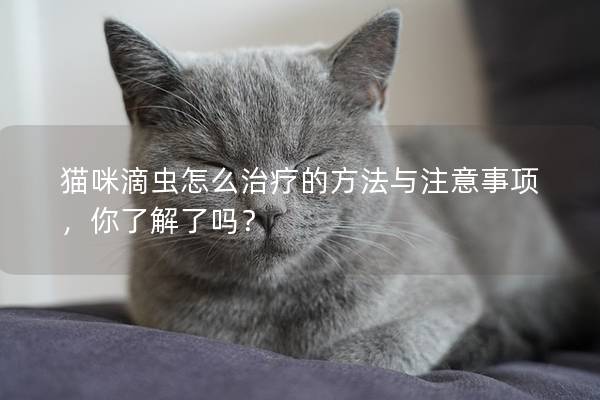 貓咪滴蟲怎么治療的方法與注意事項，你了解了嗎？