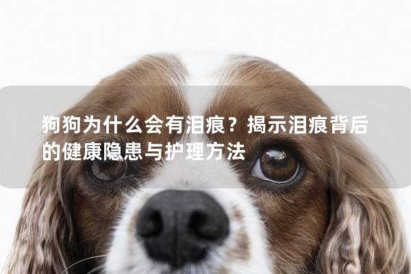 狗狗為什么會有淚痕？揭示淚痕背后的健康隱患與護理方法
