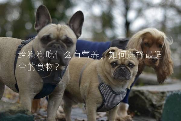 給狗狗吃什么有營養，如何選擇最適合的食物？