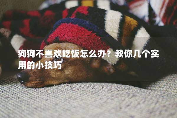 狗狗不喜歡吃飯怎么辦？教你幾個實用的小技巧