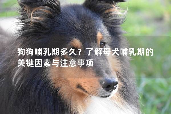 狗狗哺乳期多久？了解母犬哺乳期的關鍵因素與注意事項