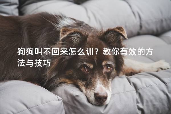狗狗叫不回來怎么訓？教你有效的方法與技巧