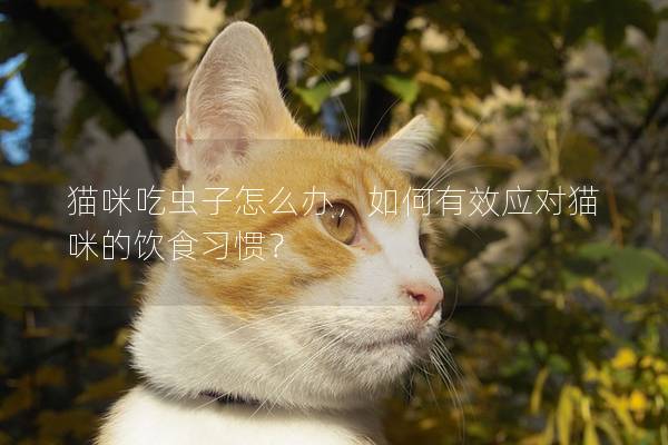 貓咪吃蟲子怎么辦，如何有效應(yīng)對貓咪的飲食習(xí)慣？