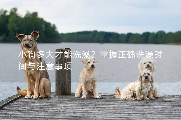 小狗多大才能洗澡？掌握正確洗澡時間與注意事項