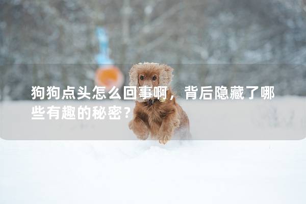 狗狗點頭怎么回事啊,背后隱藏了哪些有趣的秘密? 狗狗點頭怎么回事啊,背后隱藏了哪些有趣的秘密?