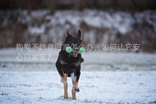 狗狗不愿意回家怎么辦，如何讓它安心歸家呢？