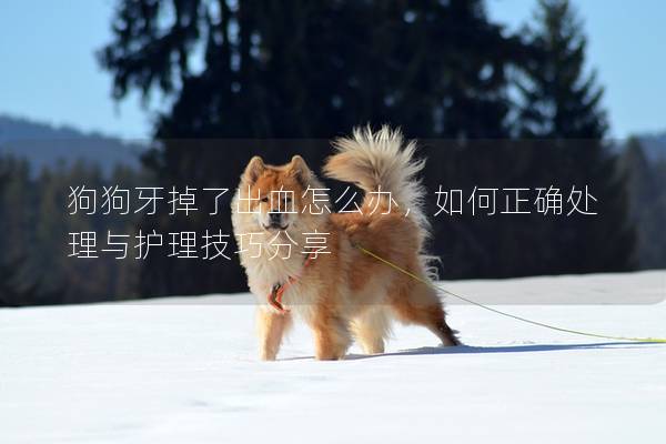 狗狗牙掉了出血怎么辦，如何正確處理與護理技巧分享