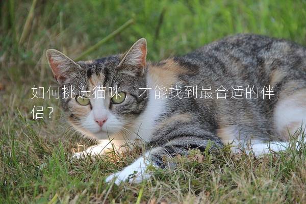 如何挑選貓咪，才能找到最合適的伴侶？