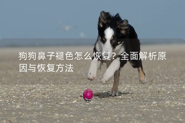 狗狗鼻子褪色怎么恢復？全面解析原因與恢復方法