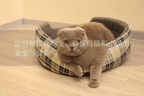 如何幫貓咪接生，確保母貓和小貓的安全與健康