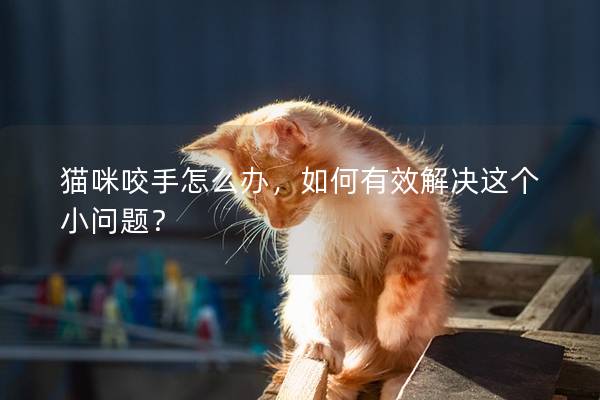 貓咪咬手怎么辦，如何有效解決這個(gè)小問題？