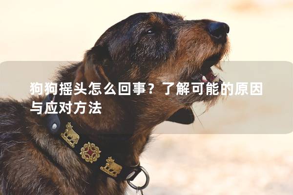 狗狗搖頭怎么回事？了解可能的原因與應對方法