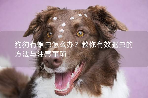 狗狗有蛔蟲怎么辦？教你有效驅蟲的方法與注意事項