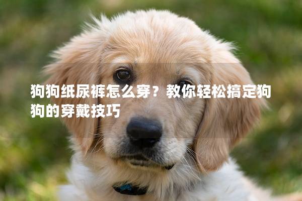 狗狗紙尿褲怎么穿？教你輕松搞定狗狗的穿戴技巧
