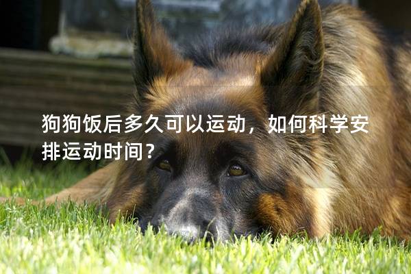 狗狗飯后多久可以運動，如何科學安排運動時間？