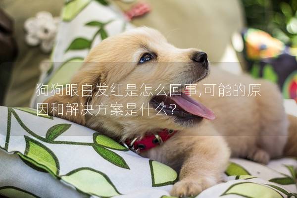 狗狗眼白發(fā)紅是怎么回事,可能的原因和解決方案是什么？