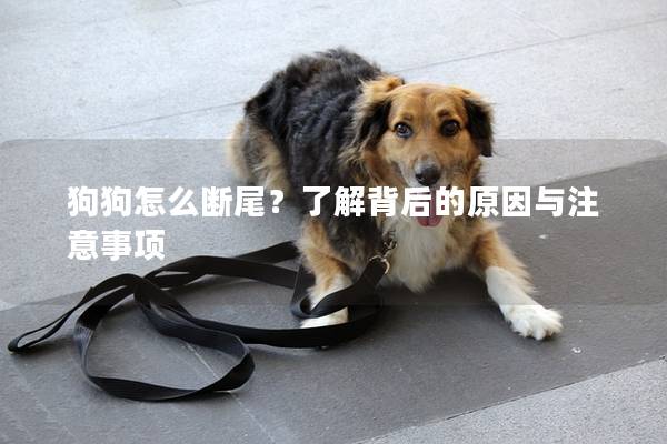 狗狗怎么斷尾？了解背后的原因與注意事項